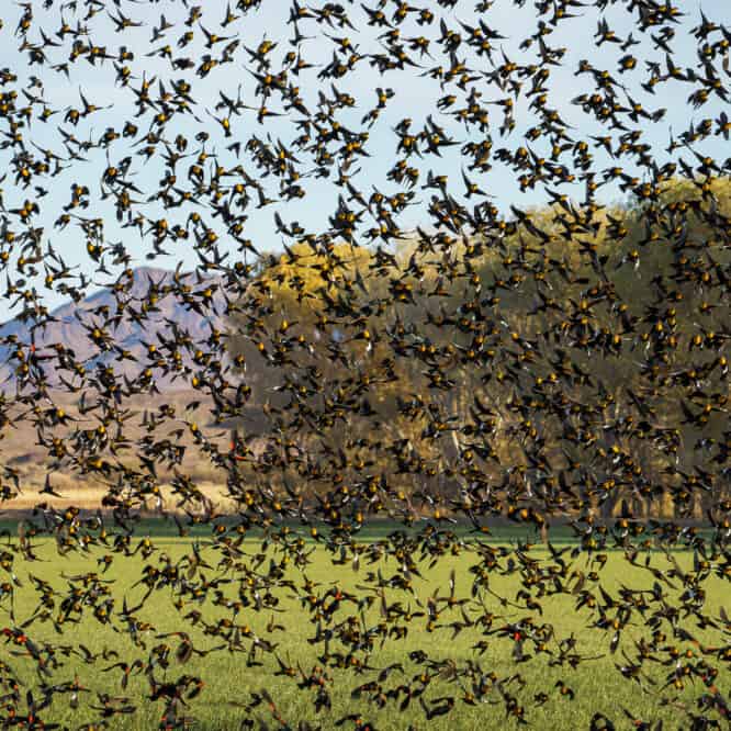 I believe that my hard-core birder friends would back me up on this – the technical term for this flock of Yellow-headed and Red-winged Blackbirds is a big ass flock of birds. Photographed at the Cibola National Wildlife Refuge in Arizona.