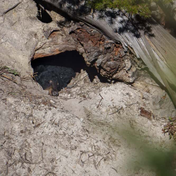 I’m happy to have this black bear sow back in the den that we can see in the Yellowstone Northern Range. Here she takes advantage of a warm day to soak up some rays.