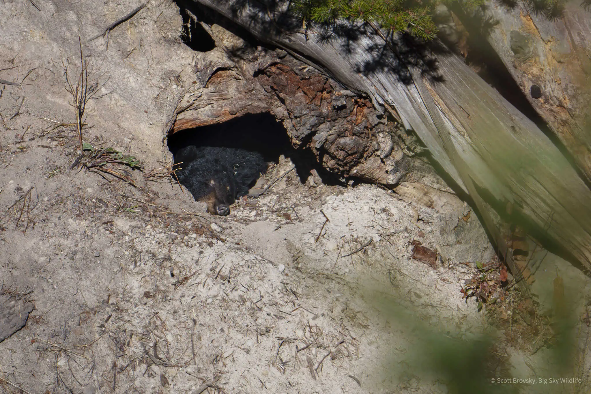 I’m happy to have this black bear sow back in the den that we can see in the Yellowstone Northern Range. Here she takes advantage of a warm day to soak up some rays.