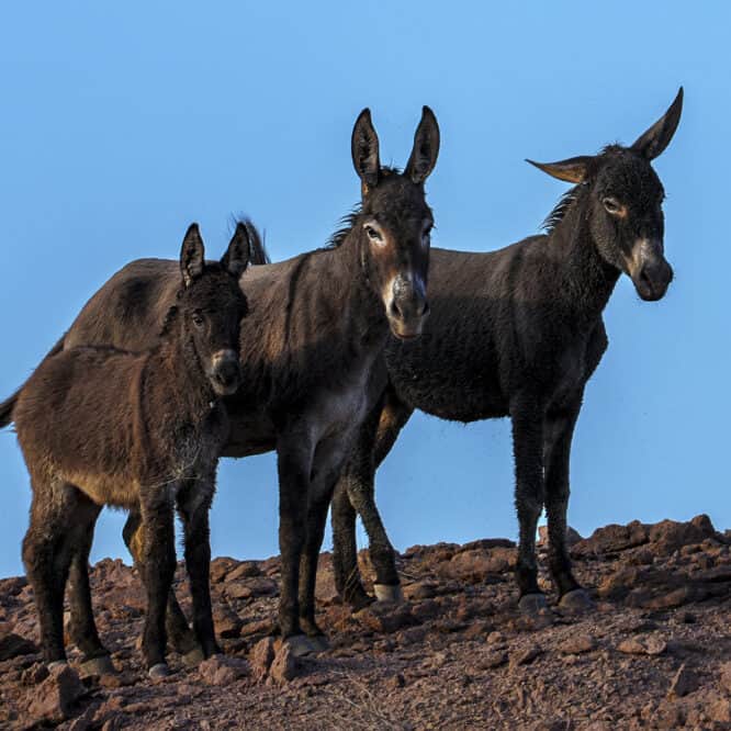 Two female Wild Burros and foal at sunset in the Imperial National Wildlife Refuge in Southwest Arizona. Looks like they had just some back from feeding and cooling off in the muddy marsh area along the Colorado River.