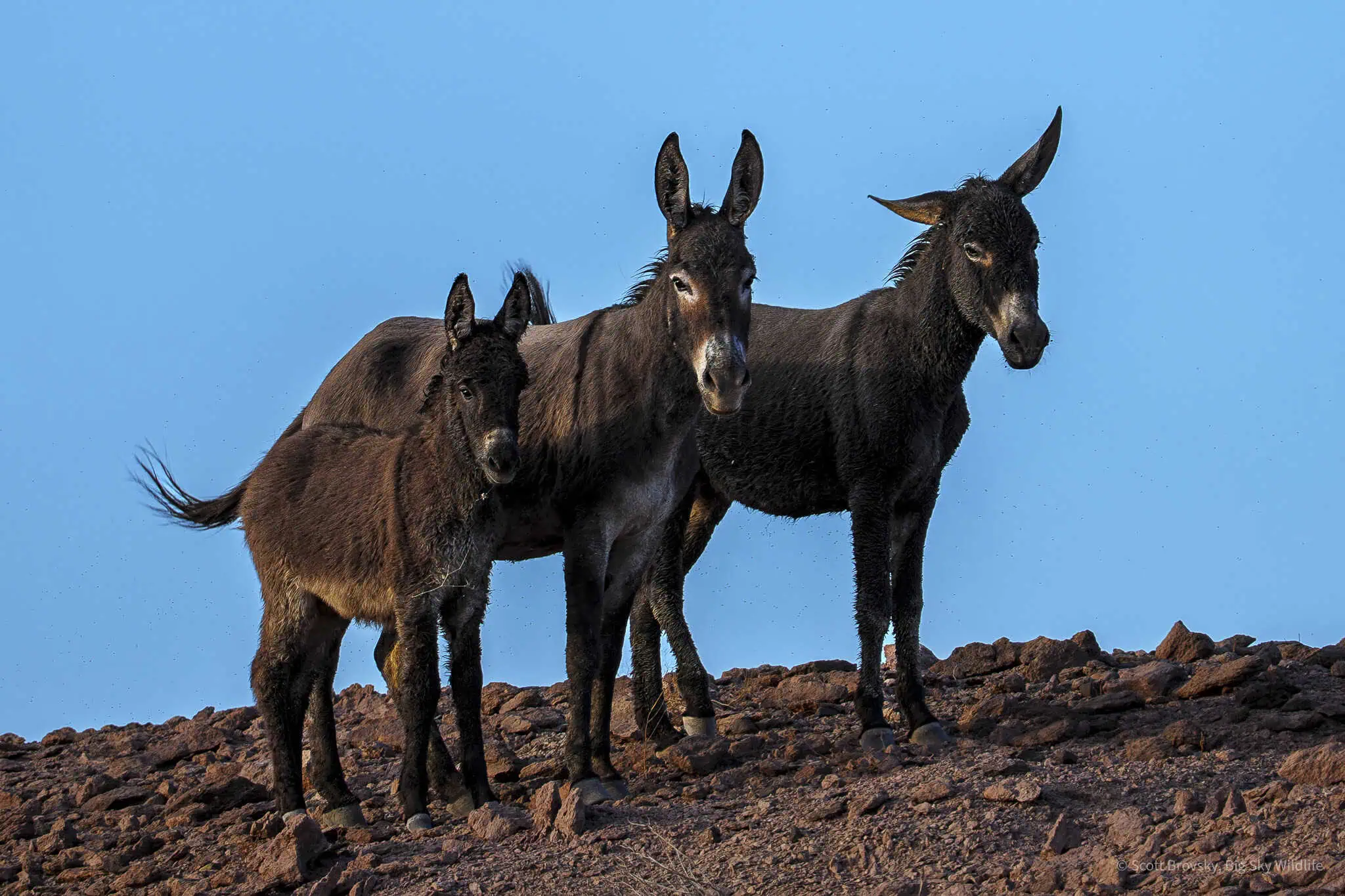 Two female Wild Burros and foal at sunset in the Imperial National Wildlife Refuge in Southwest Arizona. Looks like they had just some back from feeding and cooling off in the muddy marsh area along the Colorado River.