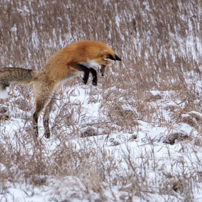 Flying Fox A male Red Fox hunts the snowy fields of the Northern Range of Yellowstone during Thanksgiving week.