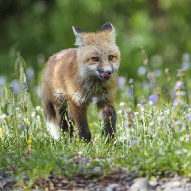 Happy Fox Friday 🦊 A Red Fox kit runs after her sibling in the summer flowers of Yellowstone.
