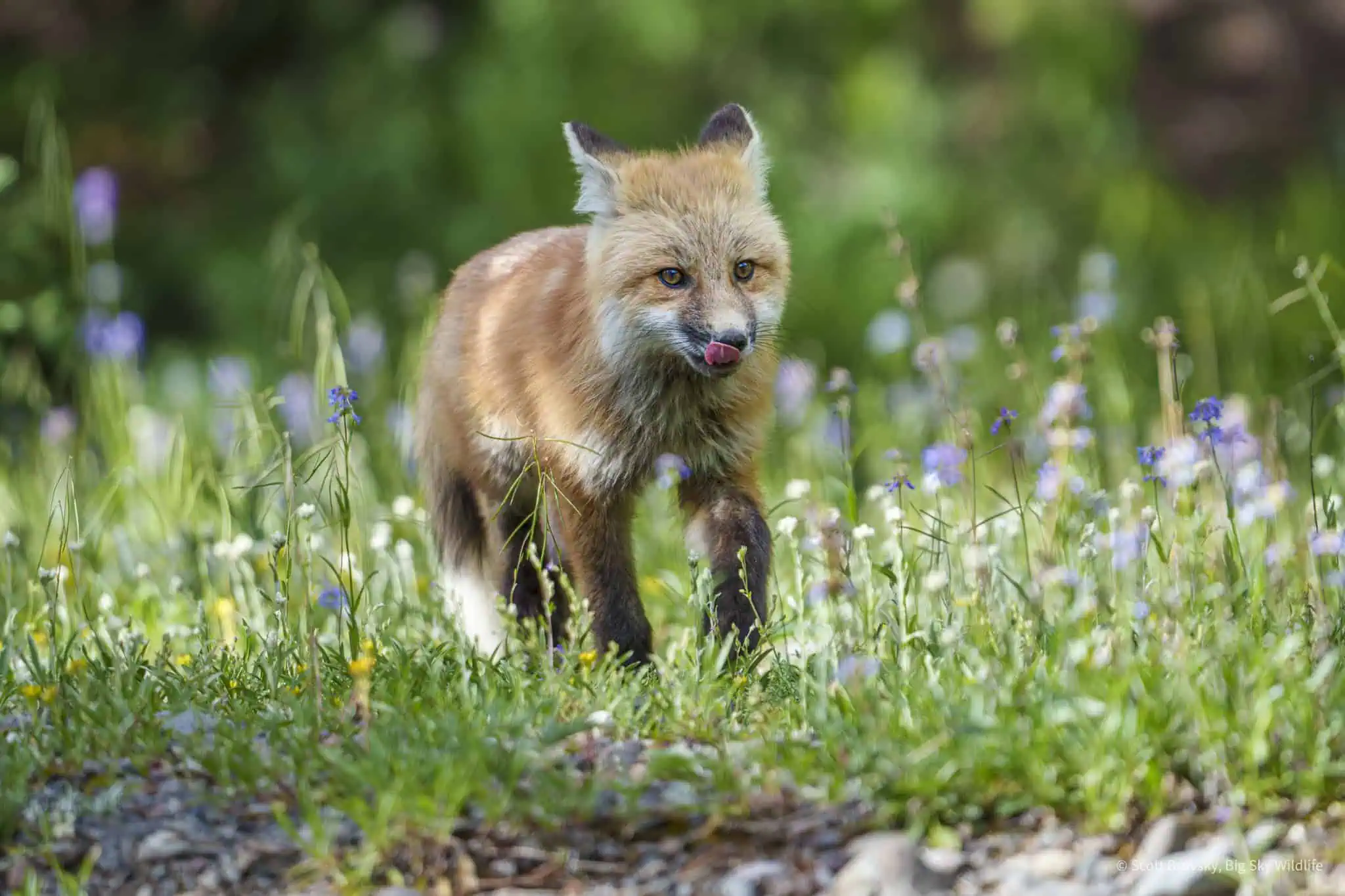 Happy Fox Friday 🦊 A Red Fox kit runs after her sibling in the summer flowers of Yellowstone.