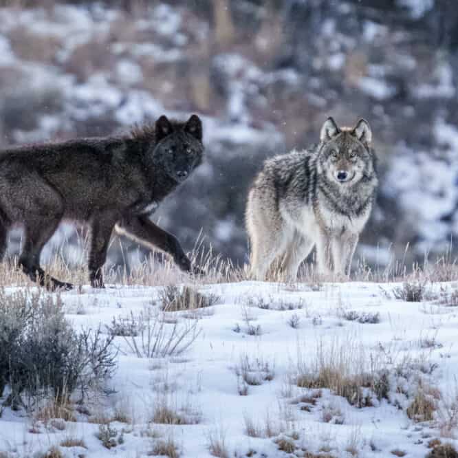 Members of the Wapati wolf pack were in the Northern Range of Yellowstone. This was a rare “close encounter” at 150 yards at dusk with these beautiful pack members.