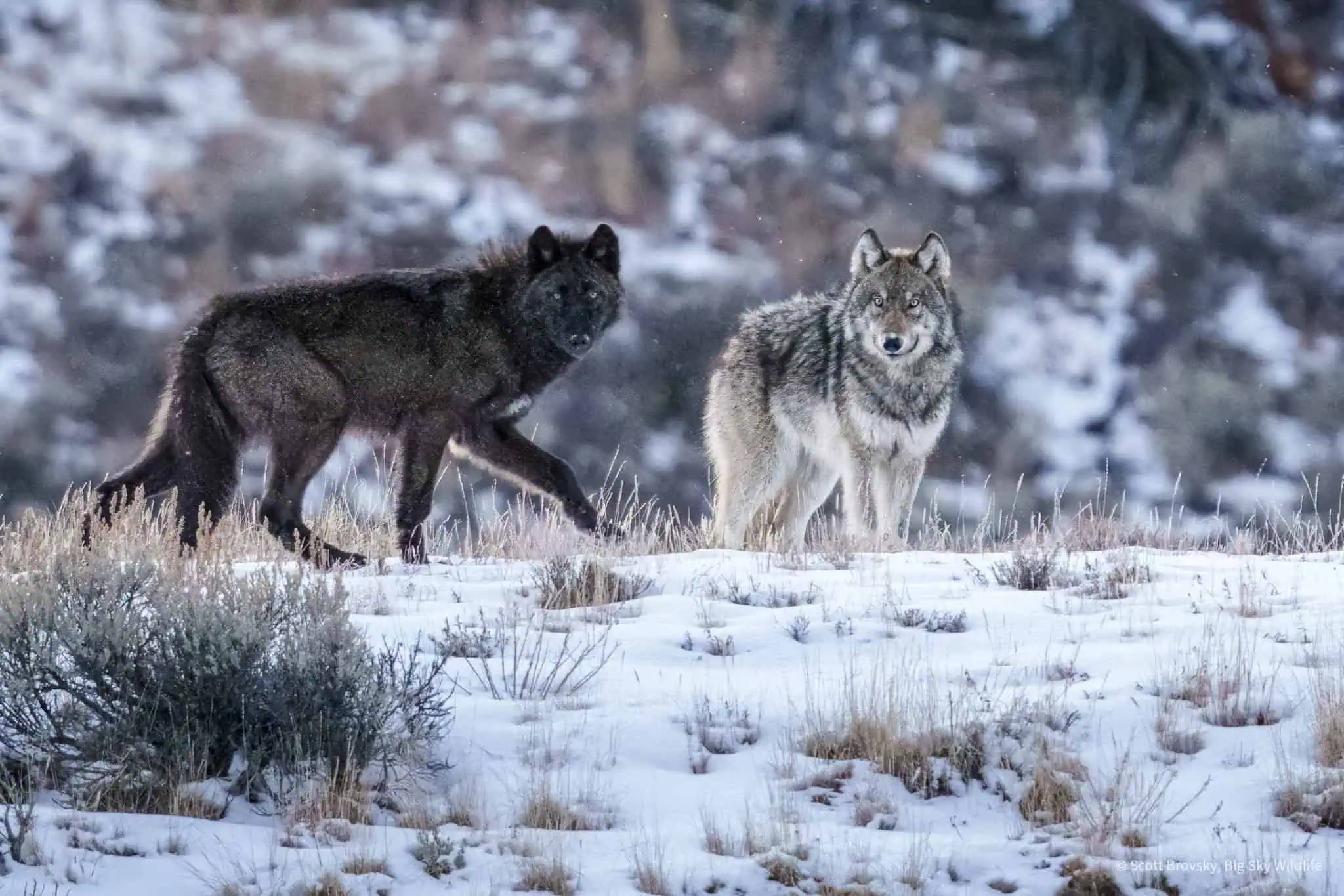 Members of the Wapati wolf pack were in the Northern Range of Yellowstone. This was a rare “close encounter” at 150 yards at dusk with these beautiful pack members.