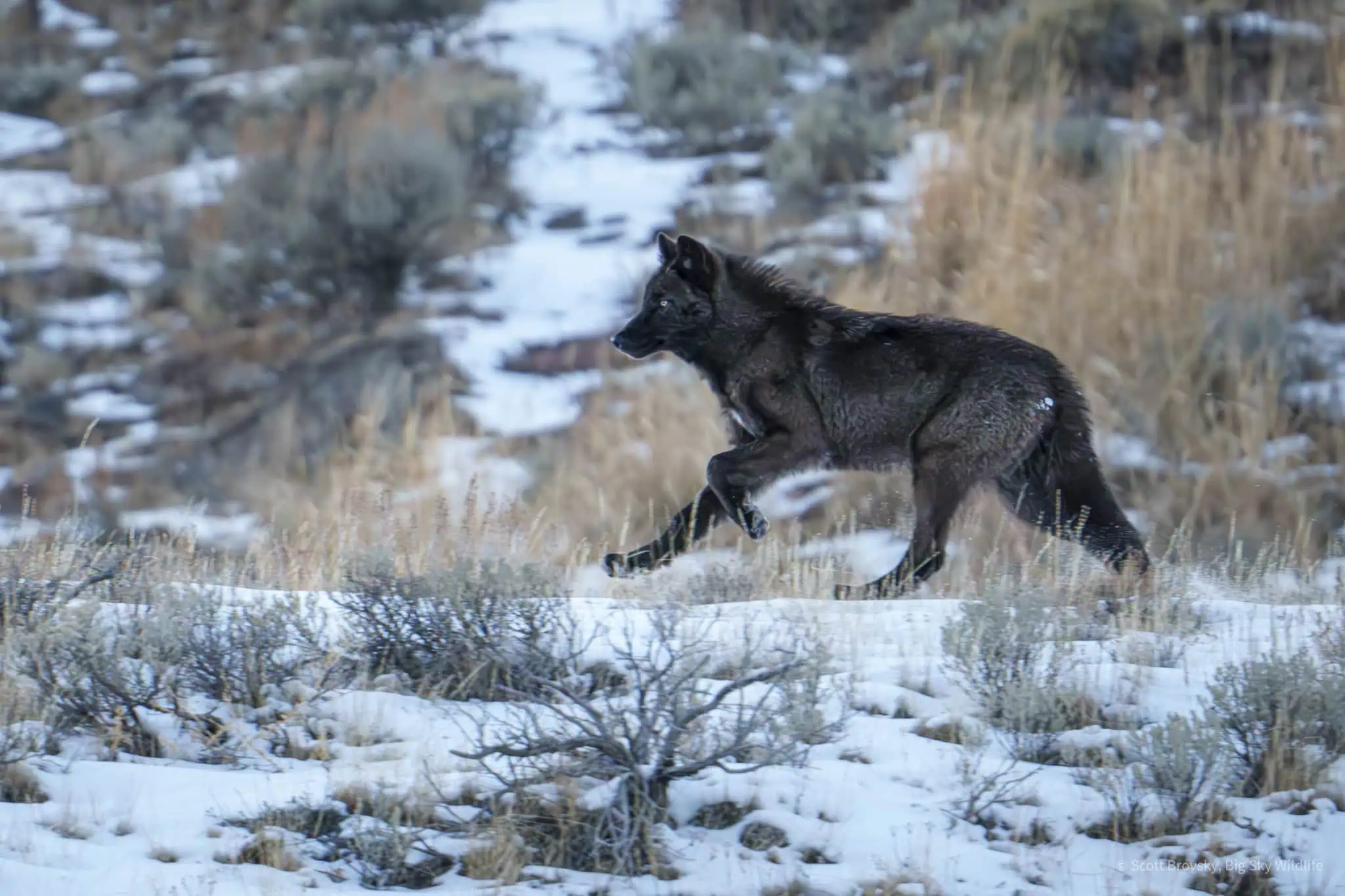 A young wolf from the Wapiti Pack runs to a bull elk kill made by the pack in Yellowstone during Thanksgiving week. The last time I was able to photographs wolves with my telephoto lens on my camera and not see them through my spotting scope was 3 months ago. Always a rare treat to be able to photograph them with my camera.