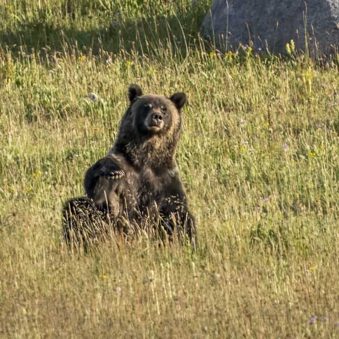 A Grizzly Scratches an Itch A young Grizzly stops to scratch an itch at sunset in the Beartooth Mountains. Photograph from August 2024.