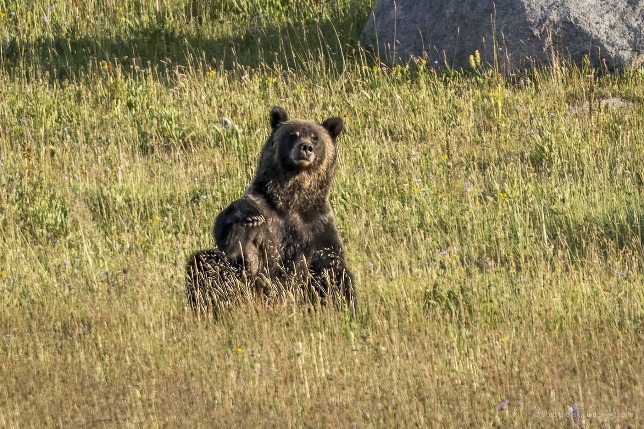 A Grizzly Scratches an Itch A young Grizzly stops to scratch an itch at sunset in the Beartooth Mountains. Photograph from August 2024.