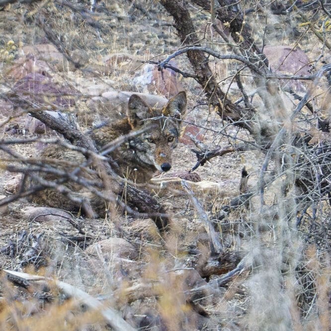 Battle scarred desert coyote. Zoom in to look at his snout. Photographed after sunset in the desert of the Tonto National Forest in Arizona.