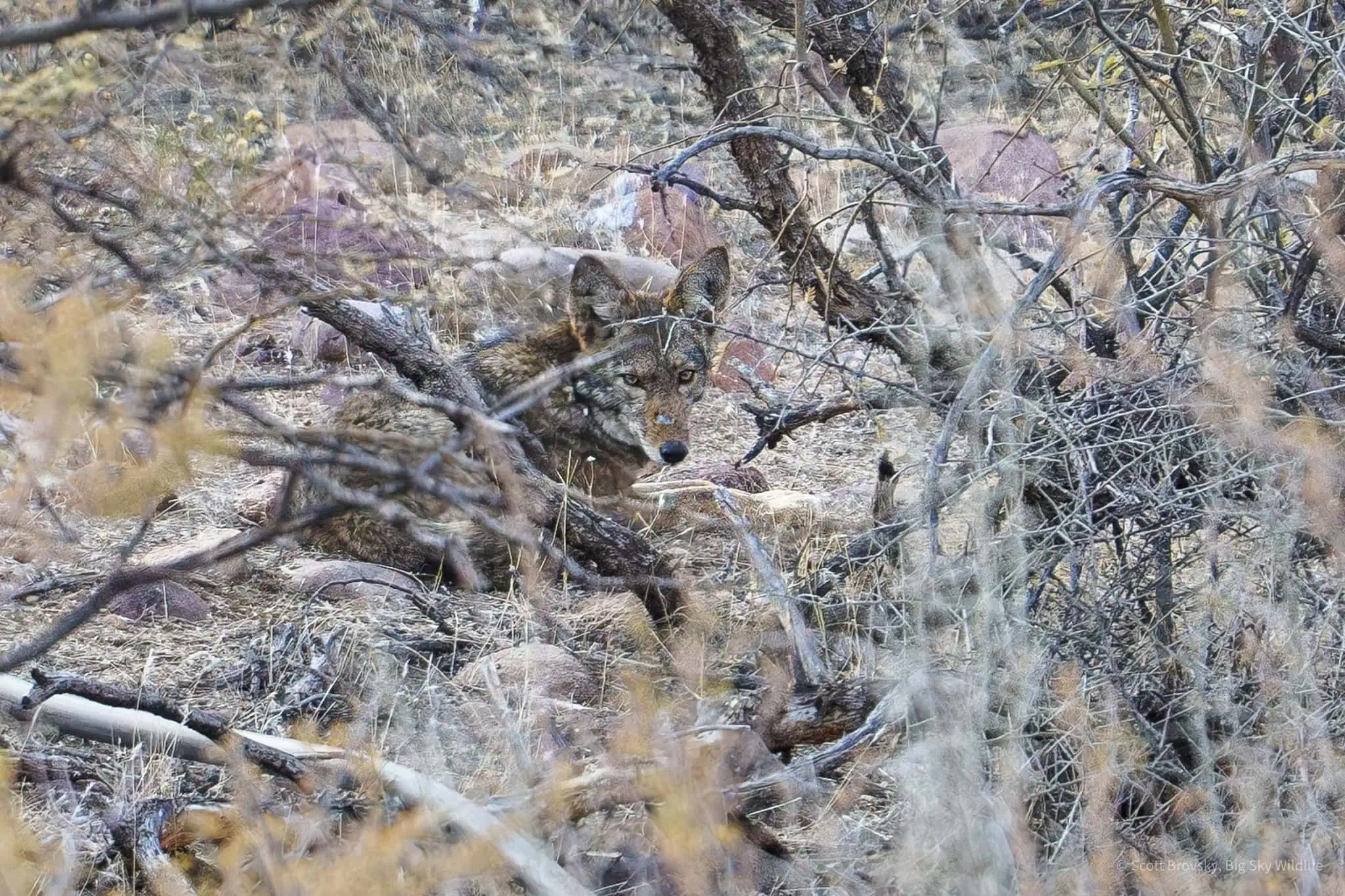 Battle scarred desert coyote. Zoom in to look at his snout. Photographed after sunset in the desert of the Tonto National Forest in Arizona.