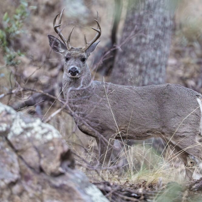 A Coues Deer buck in an oak forested canyon in Southern Arizona. Coues Deer are a subspecies of white-tailed deer that are native to the desert southwest and Arizona. Bucks are about 30 inches tall at the shoulder and weigh up to 100 pounds. For those of you familiar with white-tailed deer, check out his different tail in photo #2.