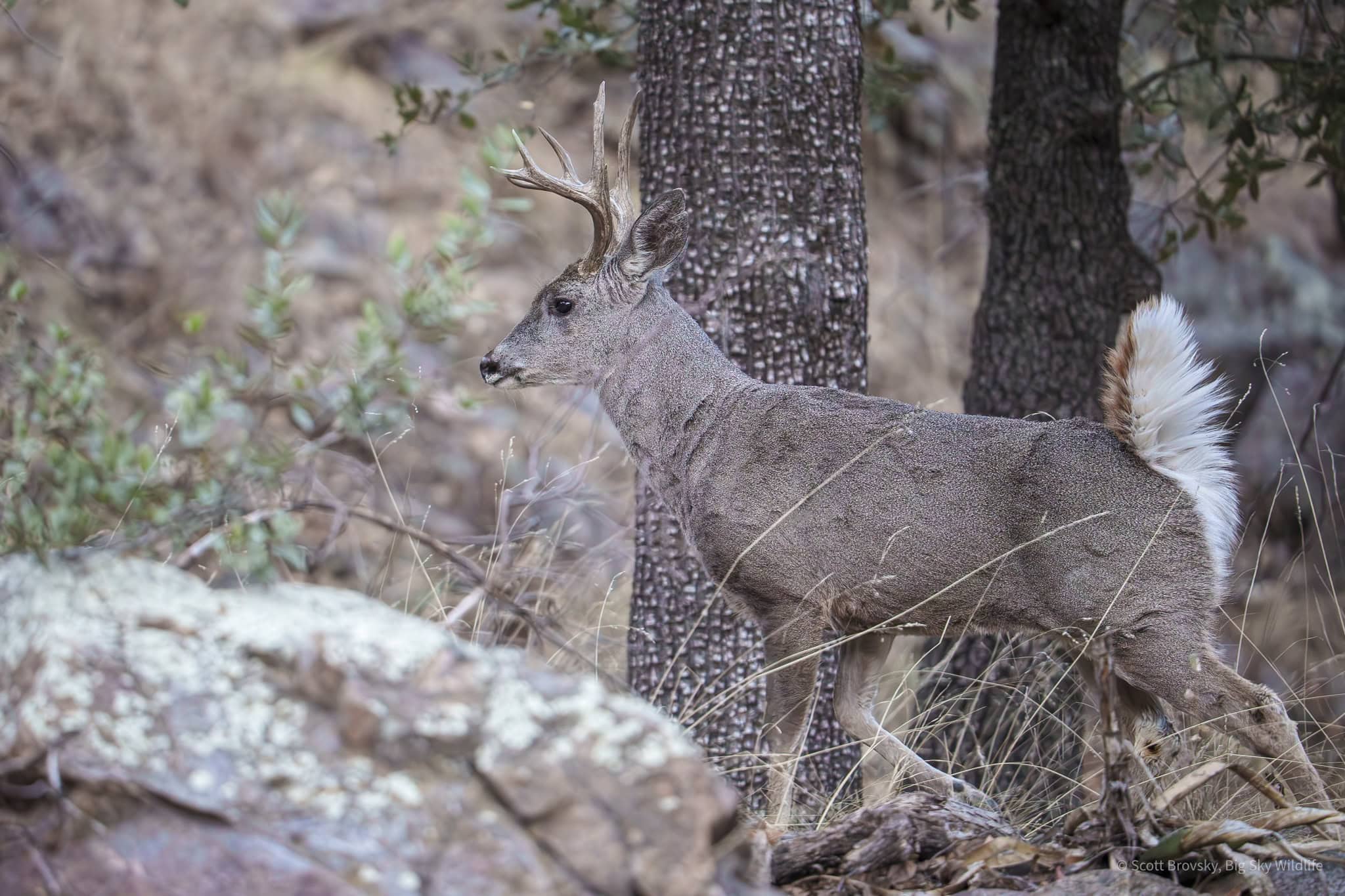A Coues Deer buck in an oak forested canyon in Southern Arizona. Coues Deer are a subspecies of white-tailed deer that are native to the desert southwest and Arizona. Bucks are about 30 inches tall at the shoulder and weigh up to 100 pounds. For those of you familiar with white-tailed deer, check out his different tail in photo #2.
