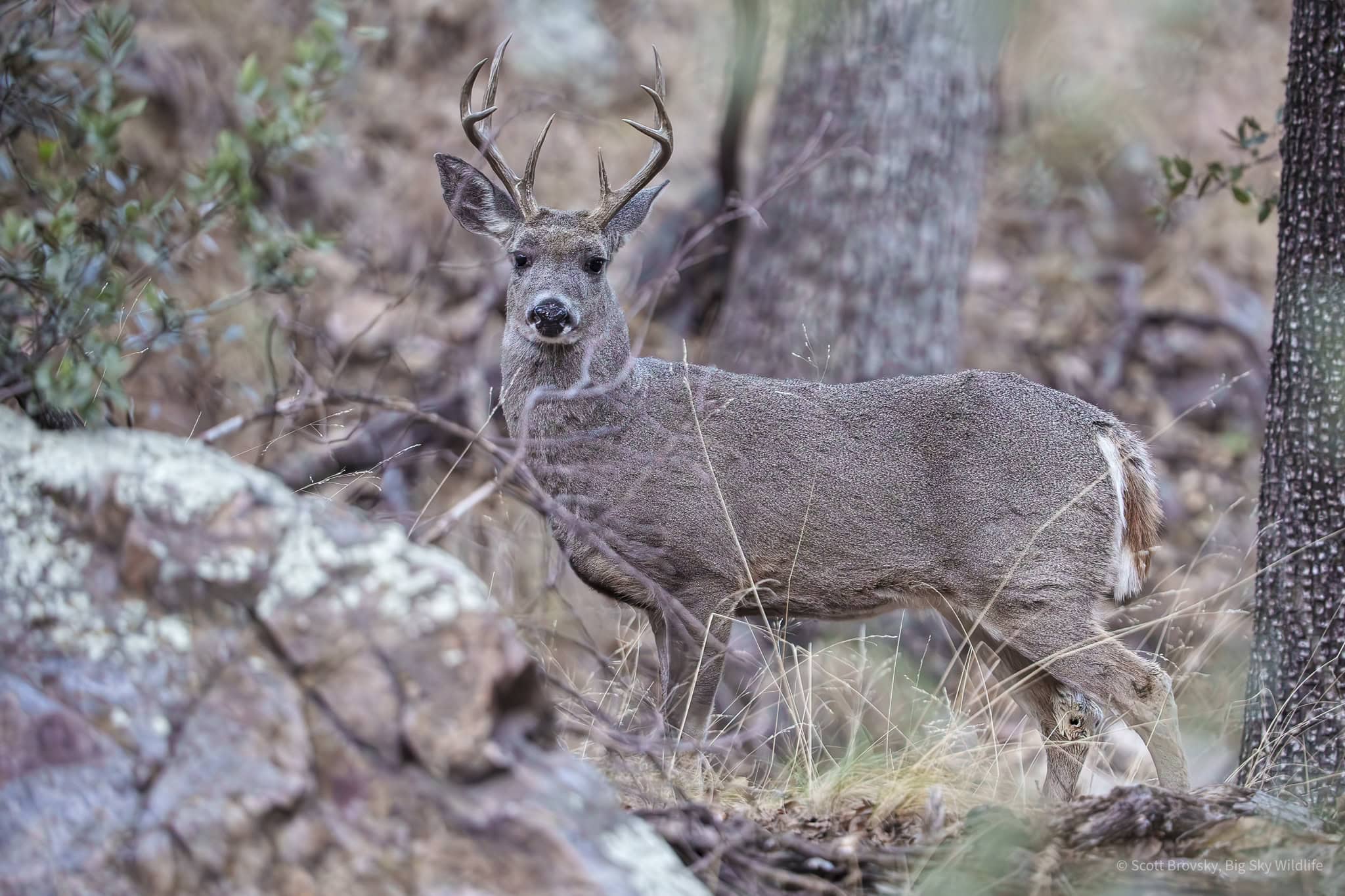 A Coues Deer buck in an oak forested canyon in Southern Arizona. Coues Deer are a subspecies of white-tailed deer that are native to the desert southwest and Arizona. Bucks are about 30 inches tall at the shoulder and weigh up to 100 pounds. For those of you familiar with white-tailed deer, check out his different tail in photo #2.