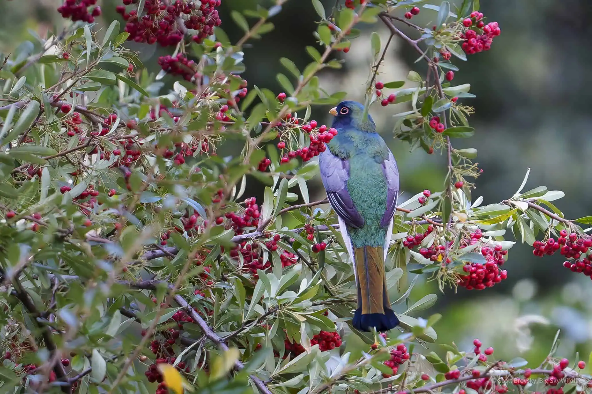 Elegant Trogon Eating Pyracantha Berries Fun to join other birders here in Madera Canyon Arizona and add the Elegant Trogon to our “lifer” lists after two days of looking and waiting to see it. Apparently this bird is rarely seen in the United States.