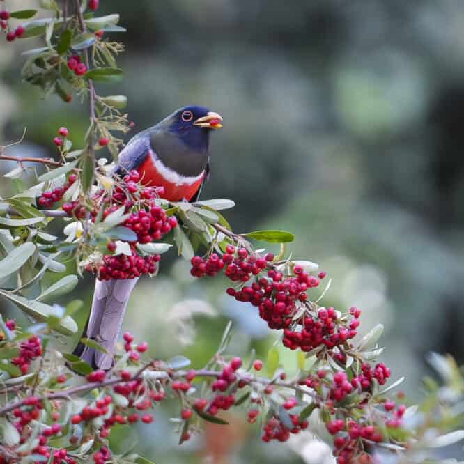Elegant Trogon Eating Pyracantha Berries Fun to join other birders here in Madera Canyon Arizona and add the Elegant Trogon to our “lifer” lists after two days of looking and waiting to see it. Apparently this bird is rarely seen in the United States.