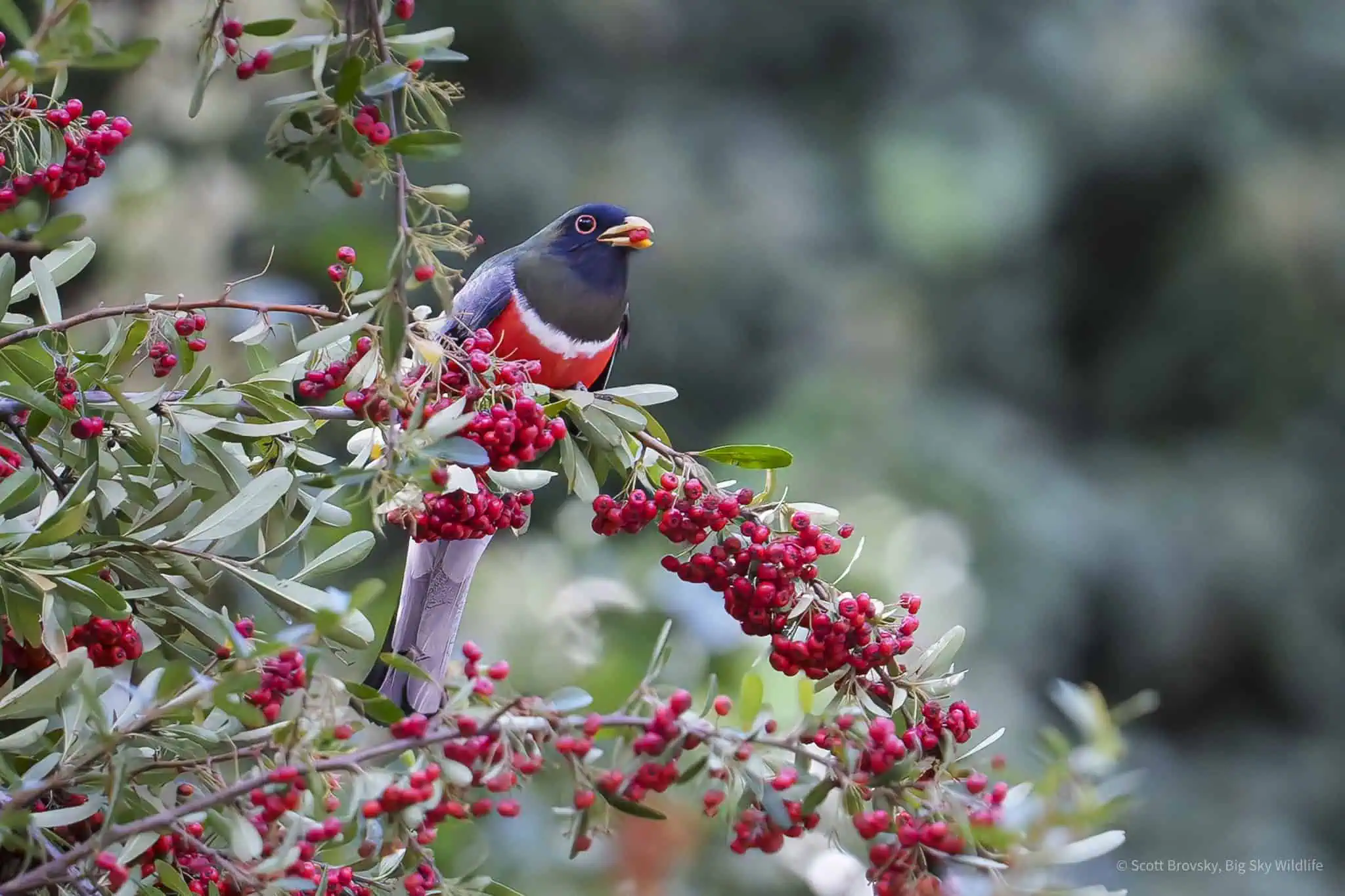 Elegant Trogon Eating Pyracantha Berries Fun to join other birders here in Madera Canyon Arizona and add the Elegant Trogon to our “lifer” lists after two days of looking and waiting to see it. Apparently this bird is rarely seen in the United States.