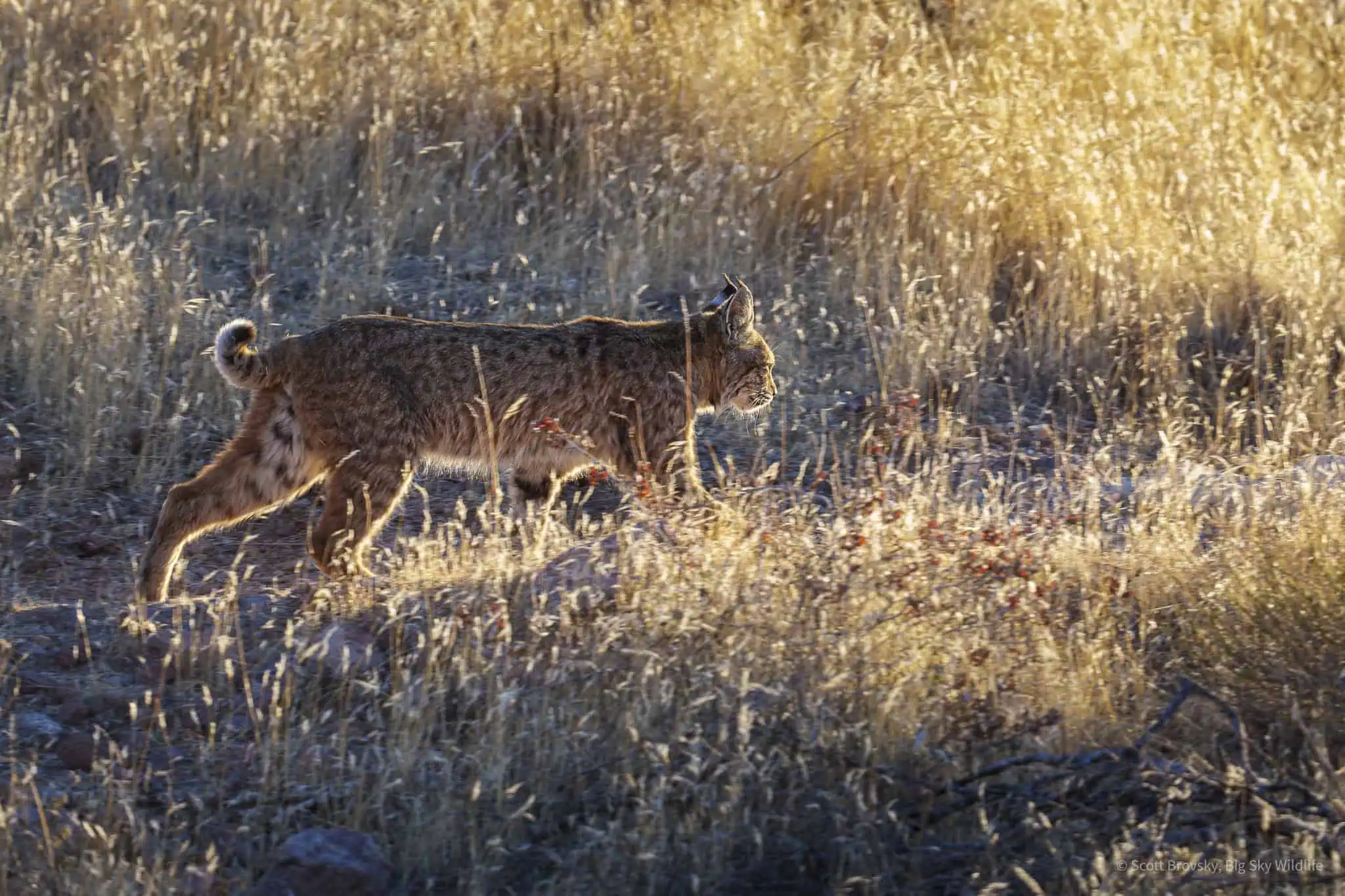 Female Bobcat out hunting just before sunset in the Superstition Wilderness in Arizona This is the second bobcat I have been lucky enough to see in the last few weeks traveling around the state living in my small travel trailer. They are so elusive. I only saw one bobcat in all of 2024 in my travels around Yellowstone, Montana, and Wyoming. Such a treat to be able to watch these beautiful cats.