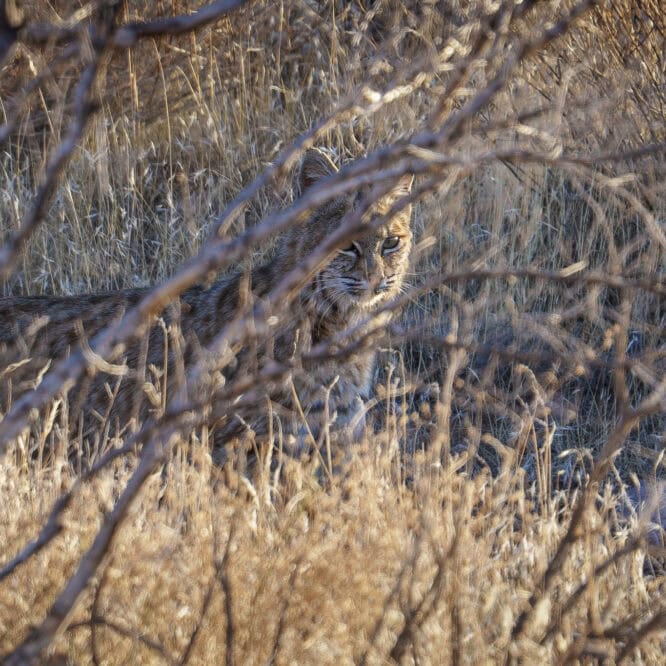 Female Bobcat out hunting just before sunset in the Superstition Wilderness in Arizona This is the second bobcat I have been lucky enough to see in the last few weeks traveling around the state living in my small travel trailer. They are so elusive. I only saw one bobcat in all of 2024 in my travels around Yellowstone, Montana, and Wyoming. Such a treat to be able to watch these beautiful cats.