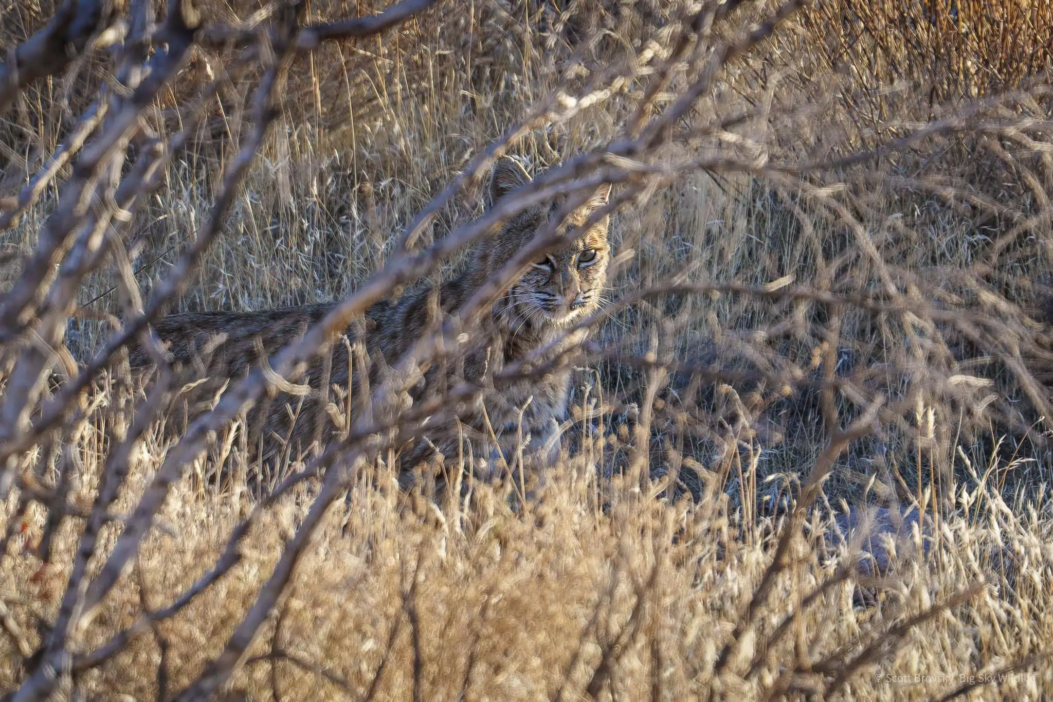 Female Bobcat out hunting just before sunset in the Superstition Wilderness in Arizona This is the second bobcat I have been lucky enough to see in the last few weeks traveling around the state living in my small travel trailer. They are so elusive. I only saw one bobcat in all of 2024 in my travels around Yellowstone, Montana, and Wyoming. Such a treat to be able to watch these beautiful cats.