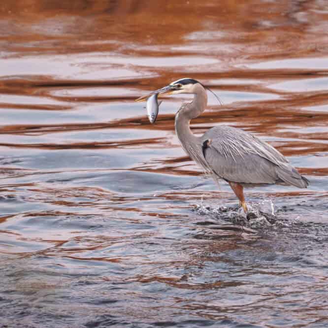 A Great Blue heron Fishing in the Salt River A Great Blue Heron with a just caught fish at sunrise on the Salt River near Mesa, Arizona.