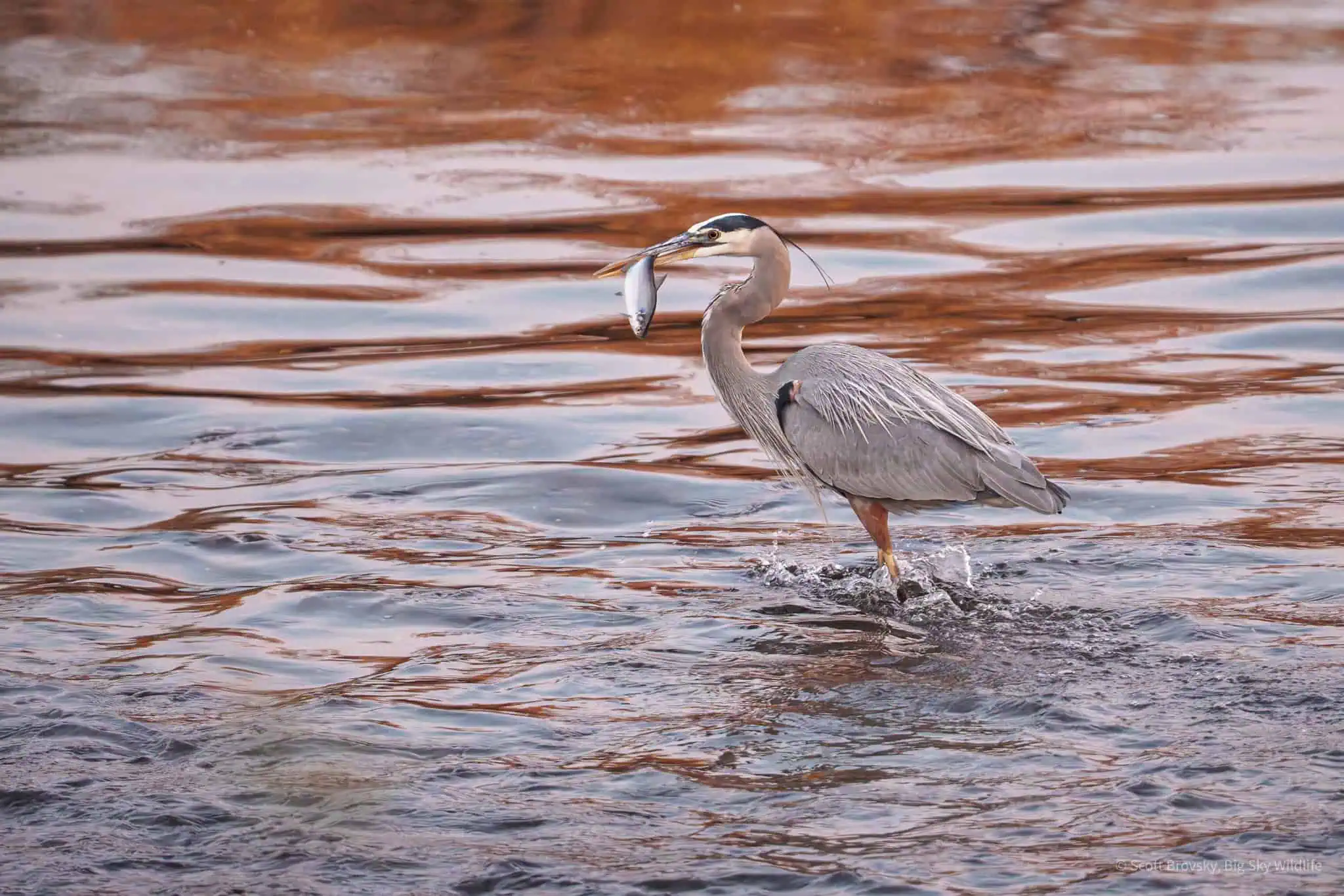 A Great Blue heron Fishing in the Salt River A Great Blue Heron with a just caught fish at sunrise on the Salt River near Mesa, Arizona.