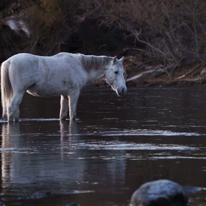 Wild White Stallion in the last rays of the sunset as he feeds in the Salt River. Near Mesa Arizona.