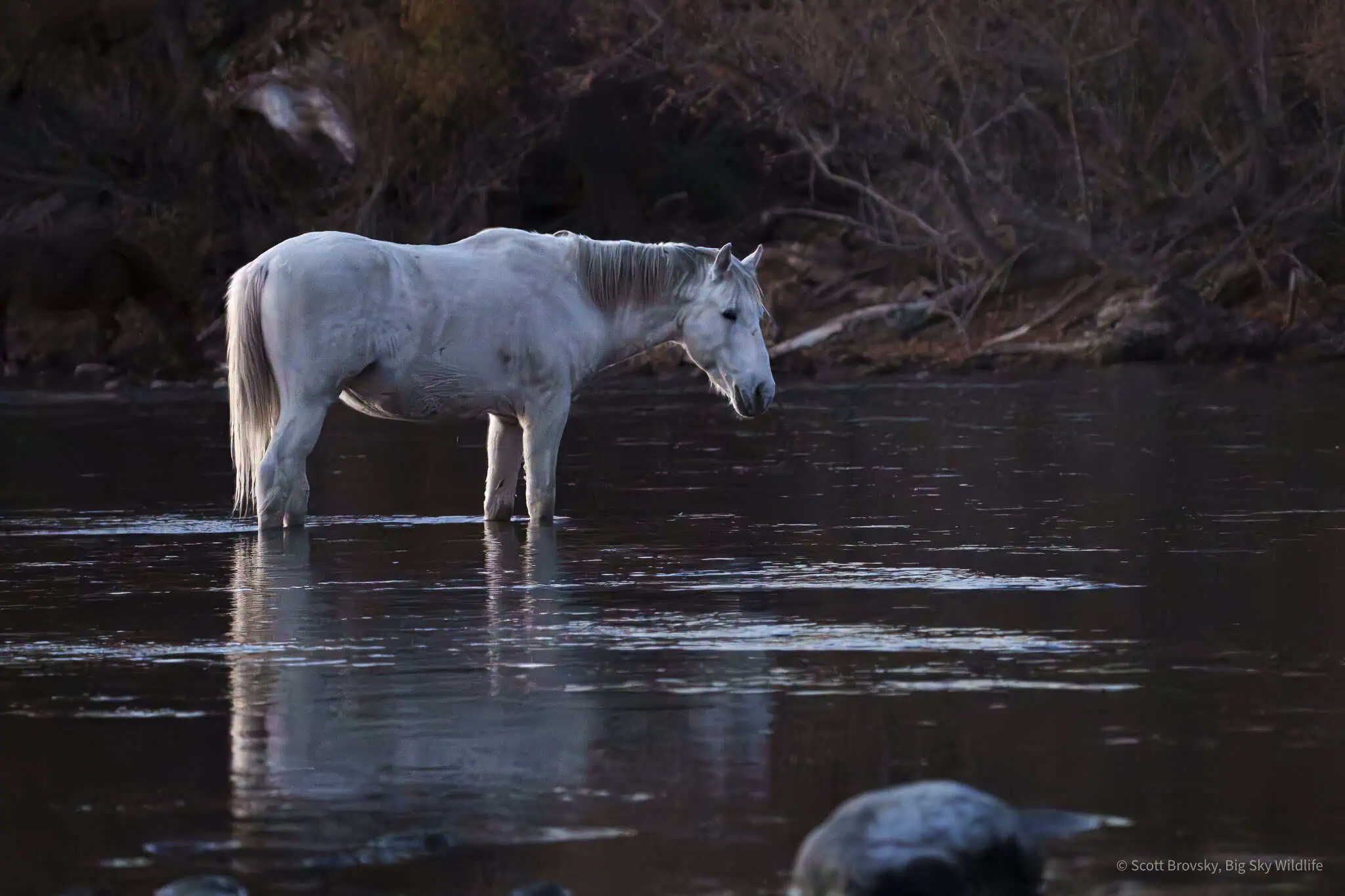 Wild White Stallion in the last rays of the sunset as he feeds in the Salt River. Near Mesa Arizona.