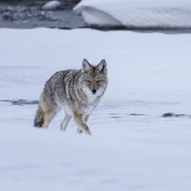 A Coyote Hunts the Frozen Lamar River The various wolf packs have been at spotting scope distance when I have seen them in Yellowstone in the last few weeks. Thankfully the coyotes are out in abundance and I enjoy watching them hunt in the snow and silence of a Yellowstone winter.