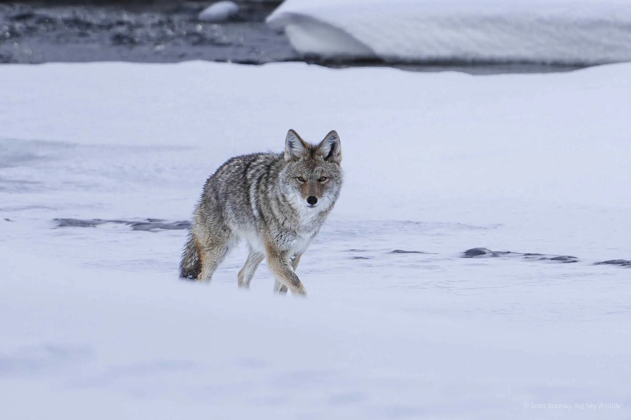 A Coyote Hunts the Frozen Lamar River The various wolf packs have been at spotting scope distance when I have seen them in Yellowstone in the last few weeks. Thankfully the coyotes are out in abundance and I enjoy watching them hunt in the snow and silence of a Yellowstone winter.