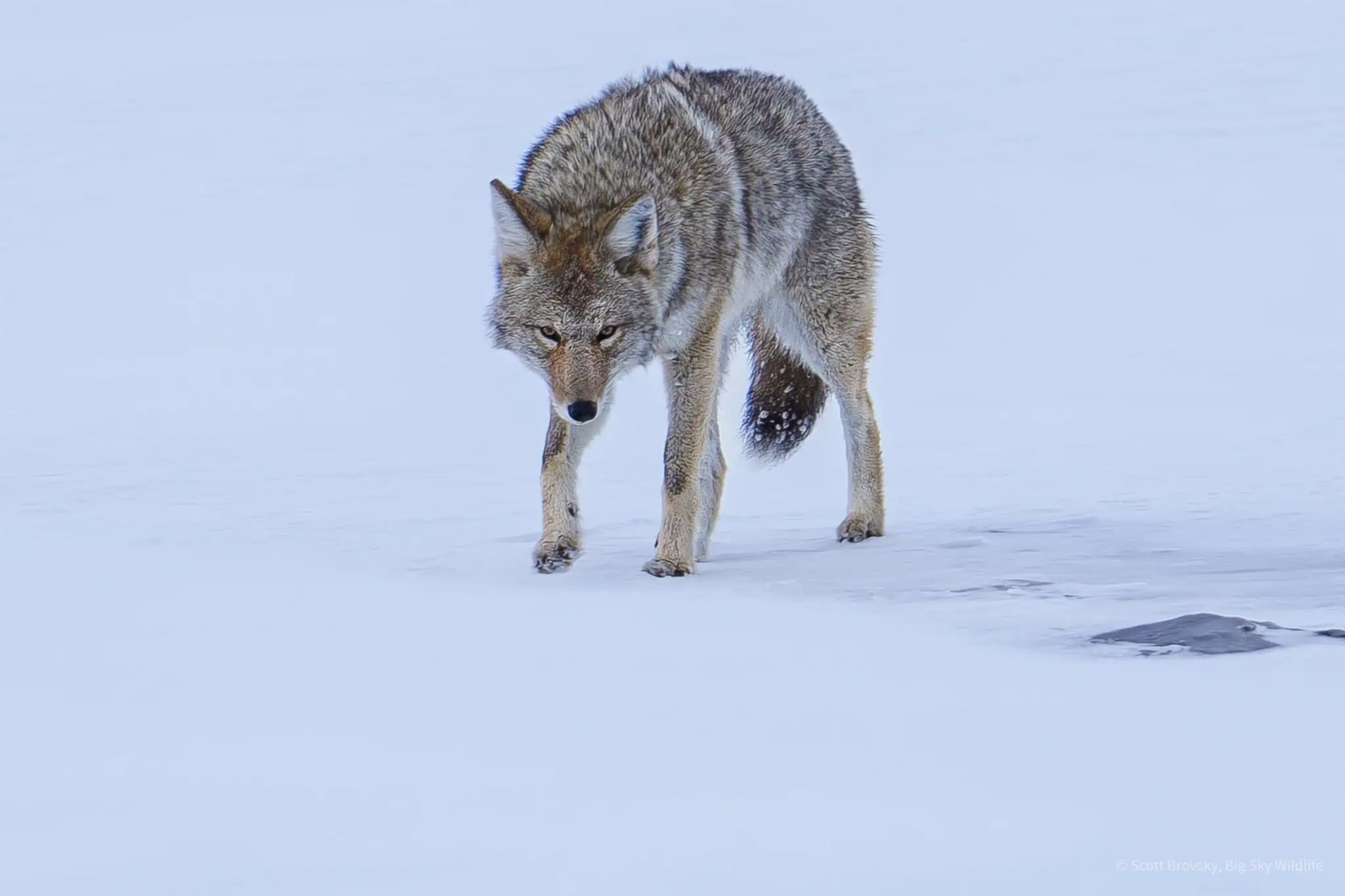 A Coyote Hunts the Frozen Lamar River The various wolf packs have been at spotting scope distance when I have seen them in Yellowstone in the last few weeks. Thankfully the coyotes are out in abundance and I enjoy watching them hunt in the snow and silence of a Yellowstone winter.