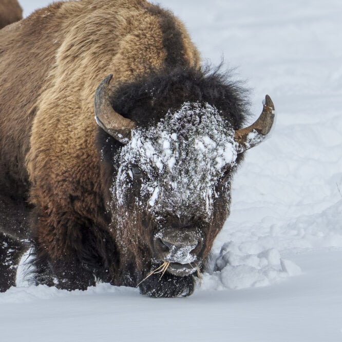 Big Bull Bison Eating in the Snow This is one of the bigger bull bison I’ve seen this winter in Yellowstone. They use their massive heads to sweep the snow out of the way to get to the grasses that they feed on. February 2025.