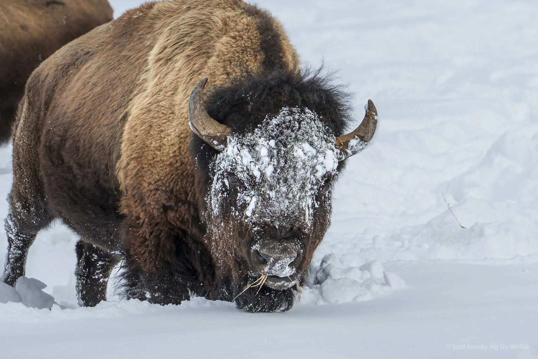 Big Bull Bison Eating in the Snow This is one of the bigger bull bison I’ve seen this winter in Yellowstone. They use their massive heads to sweep the snow out of the way to get to the grasses that they feed on. February 2025.