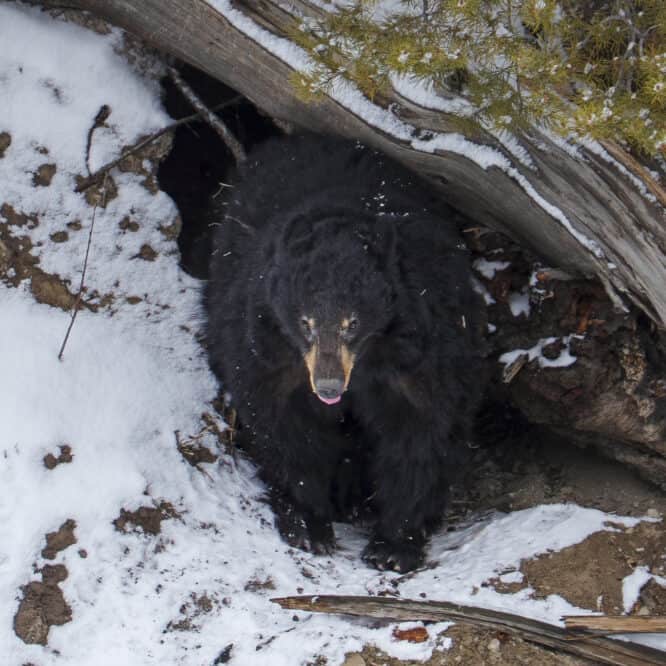 The most watched black bear mom in Yellowstone this winter checks the weather outside her den. Her 2 Coys (cubs of the year) are behind her. March 22nd 2025.