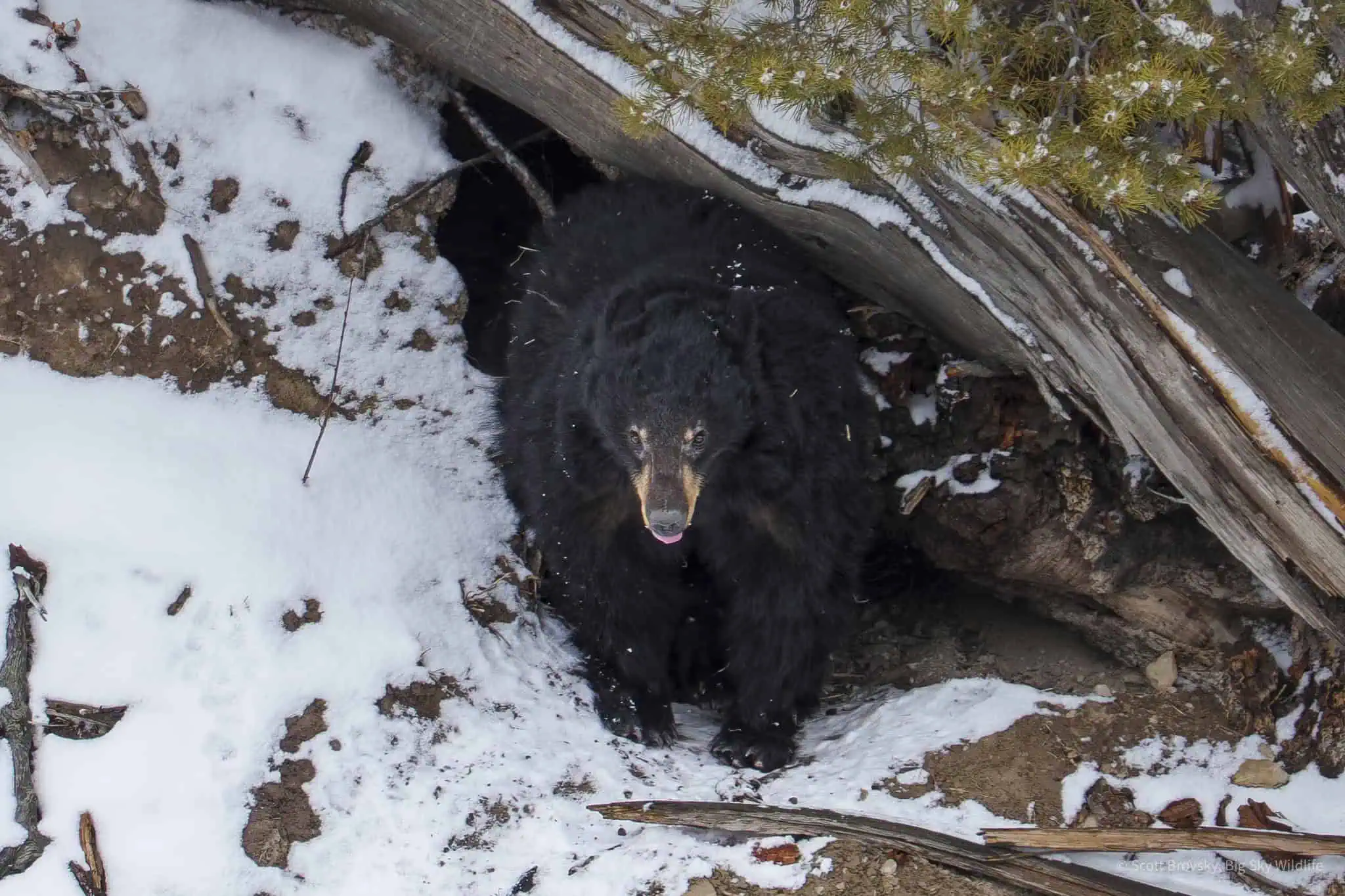 The most watched black bear mom in Yellowstone this winter checks the weather outside her den. Her 2 Coys (cubs of the year) are behind her. March 22nd 2025.