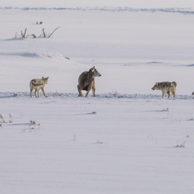 Coyote pack tests a female Mule Deer Coyotes attempted to take down this female mule deer multiple times. I watched until sunset and the coyotes trotted away. As of sunset, she was still alive. Yellowstone March 2025.