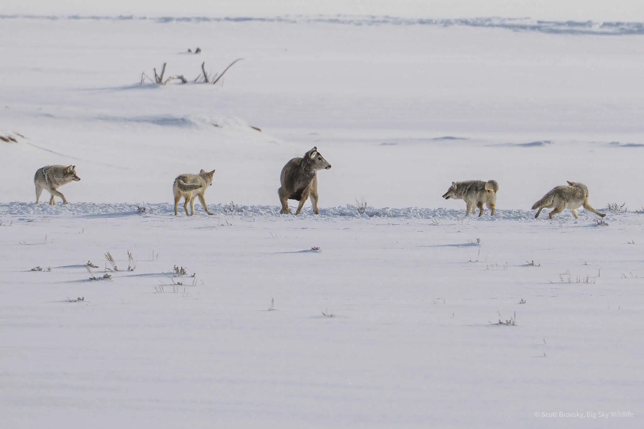 Coyote pack tests a female Mule Deer Coyotes attempted to take down this female mule deer multiple times. I watched until sunset and the coyotes trotted away. As of sunset, she was still alive. Yellowstone March 2025.