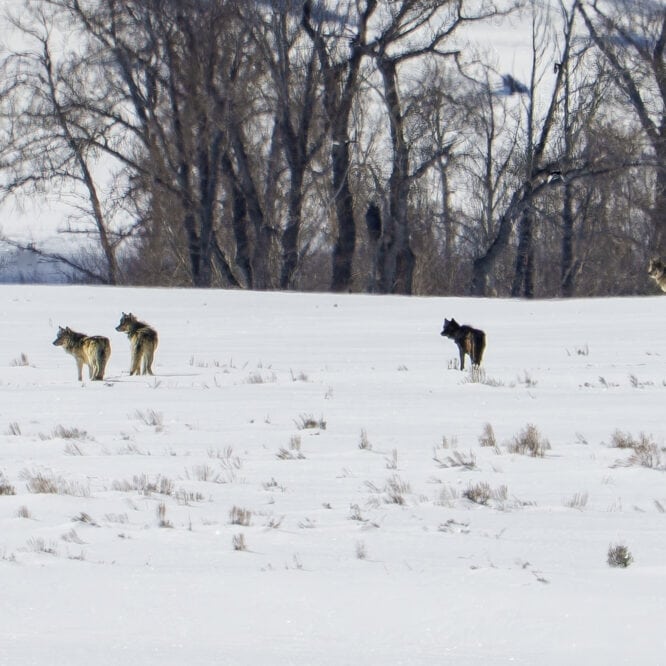 Mollie’s wolves in the morning light. So good to see the Mollie’s pack wolves up in the Northern Range yesterday. We had all 9 pack members in and out of view for most of the day. They treated us to a group howl followed by a nearby coyote pack group howl.