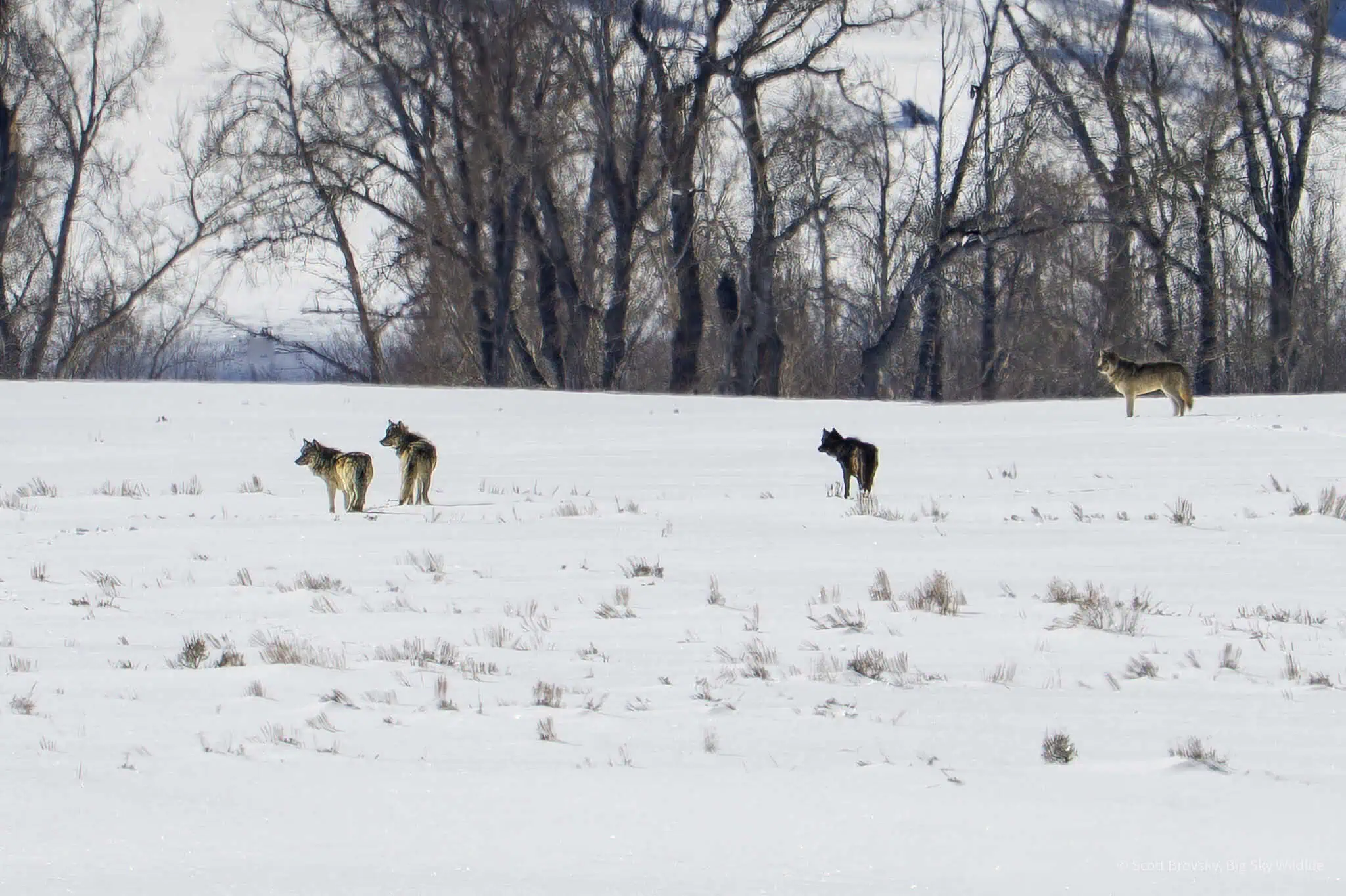 Mollie’s wolves in the morning light. So good to see the Mollie’s pack wolves up in the Northern Range yesterday. We had all 9 pack members in and out of view for most of the day. They treated us to a group howl followed by a nearby coyote pack group howl.