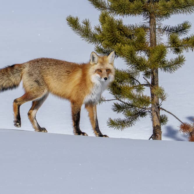 A male Red Fox in the winter sun and snow of Northeastern Yellowstone. March 2025.