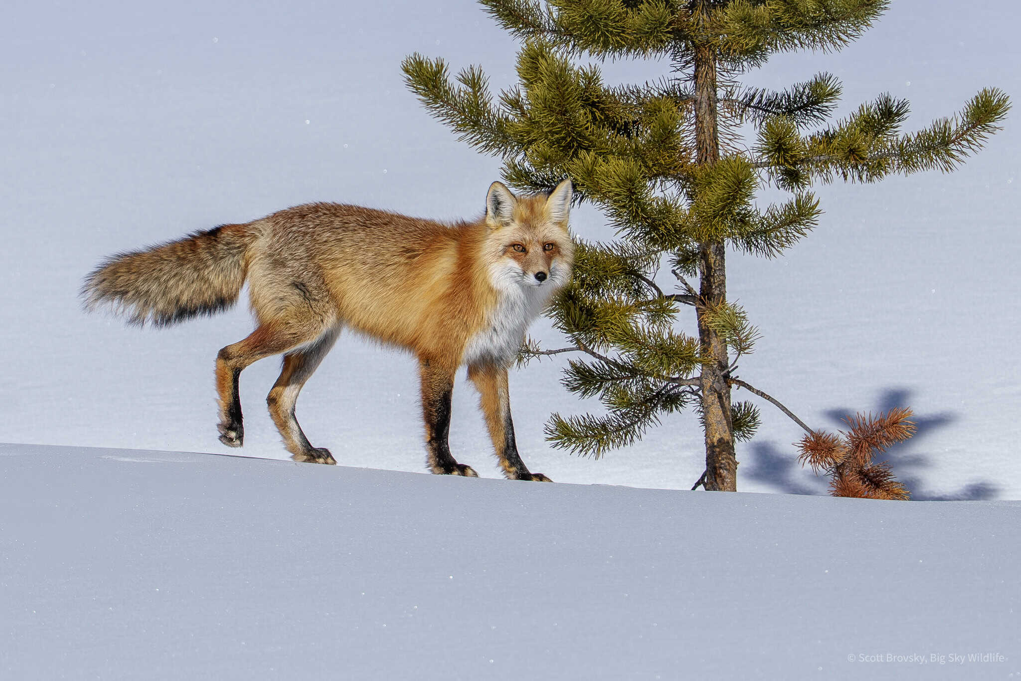 A male Red Fox in the winter sun and snow of Northeastern Yellowstone. March 2025.