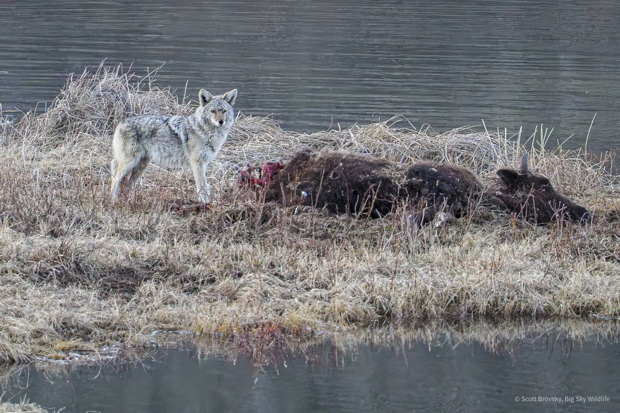 After the grizzly had his fill and left the carcass to go rest in the pine trees, the eagles, ravens, magpies, and coyotes all came to the bison carcass to feed. The coyotes did a lot of sniffing of the grizzly bear scent and were very cautious approaching the carcass.