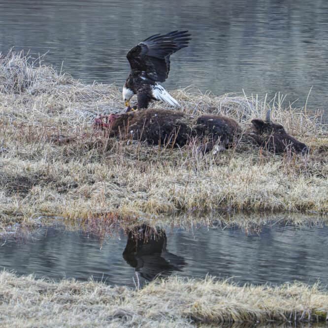 After the grizzly had his fill and left the carcass to go rest in the pine trees, the eagles, ravens, magpies, and coyotes all came to the bison carcass to feed. A bald eagle uses her wings for leverage to help remove meat from the carcass.
