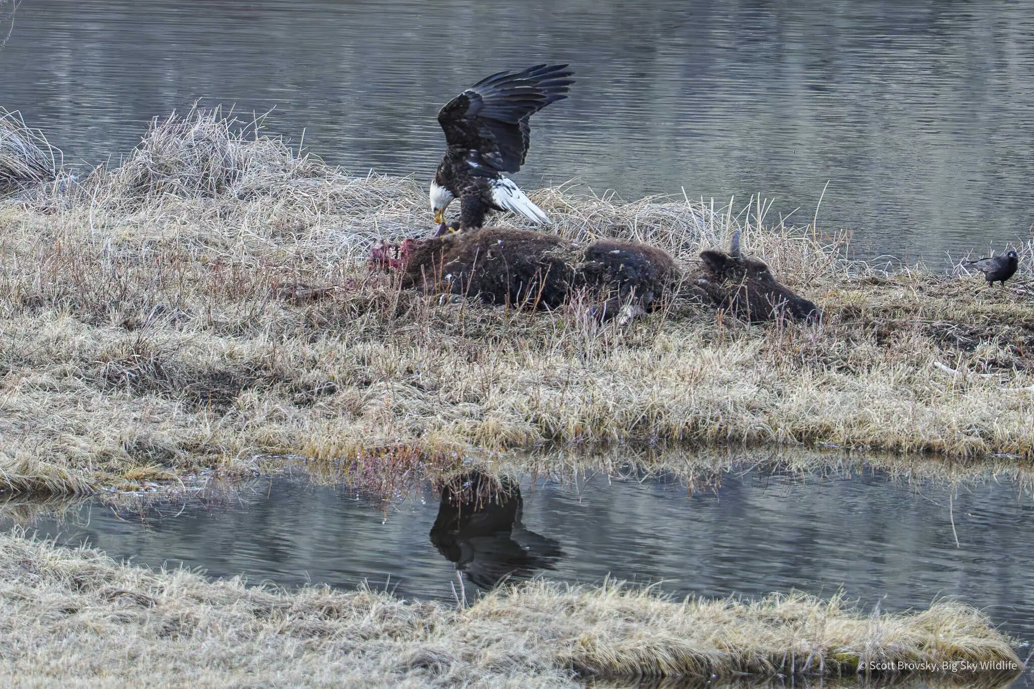After the grizzly had his fill and left the carcass to go rest in the pine trees, the eagles, ravens, magpies, and coyotes all came to the bison carcass to feed. A bald eagle uses her wings for leverage to help remove meat from the carcass.