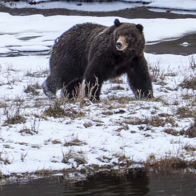 It took a couple of weeks, but a Grizzly boar finally pulled the bison carcass out of Blacktail Ponds here in Yellowstone. This guy came down to feed at dusk on 4/17. There is some discussion if he is the same bear that pulled the carcass out of the water or if there have been 2 different grizzlies on the carcass.