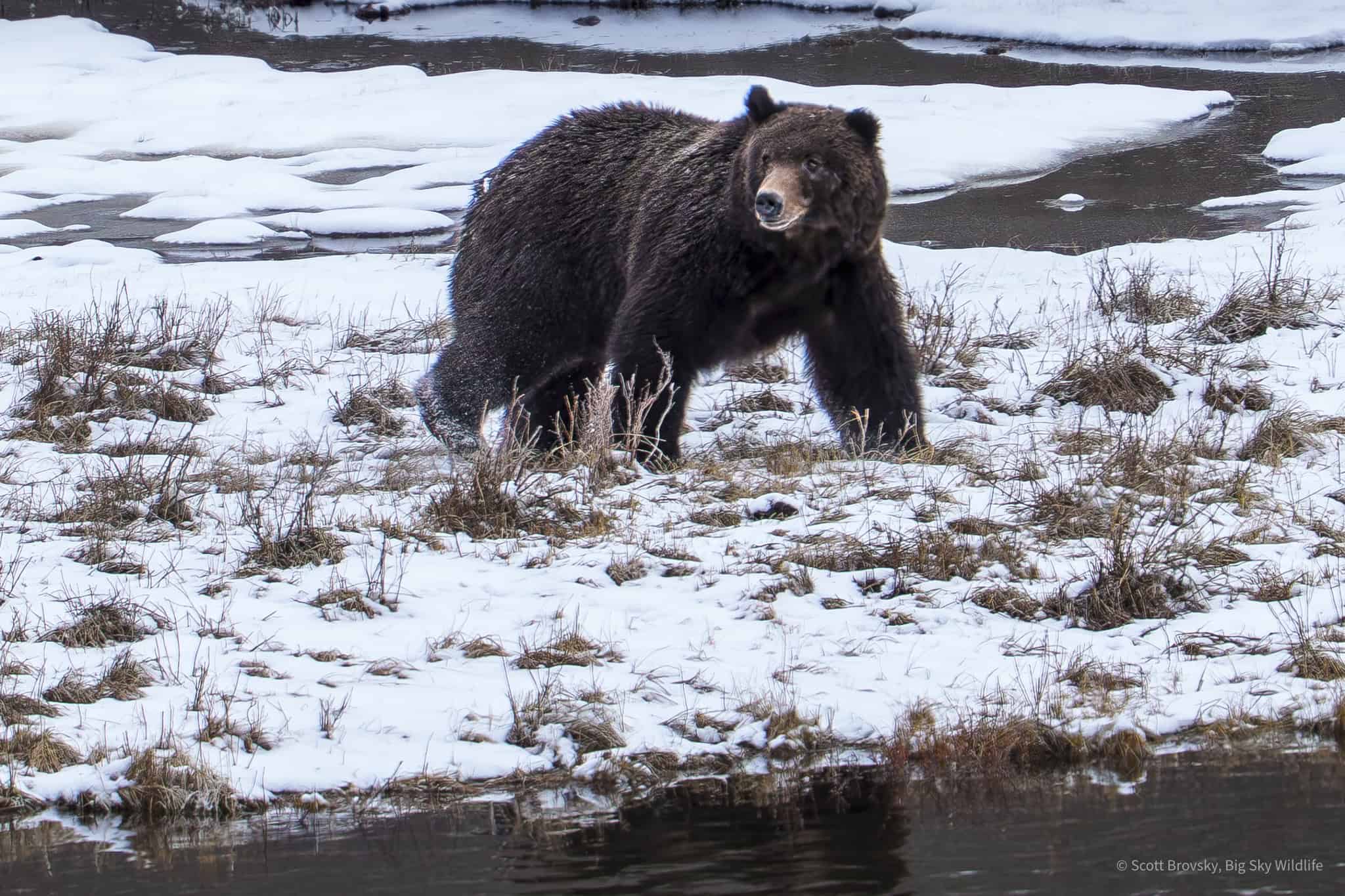It took a couple of weeks, but a Grizzly boar finally pulled the bison carcass out of Blacktail Ponds here in Yellowstone. This guy came down to feed at dusk on 4/17. There is some discussion if he is the same bear that pulled the carcass out of the water or if there have been 2 different grizzlies on the carcass.