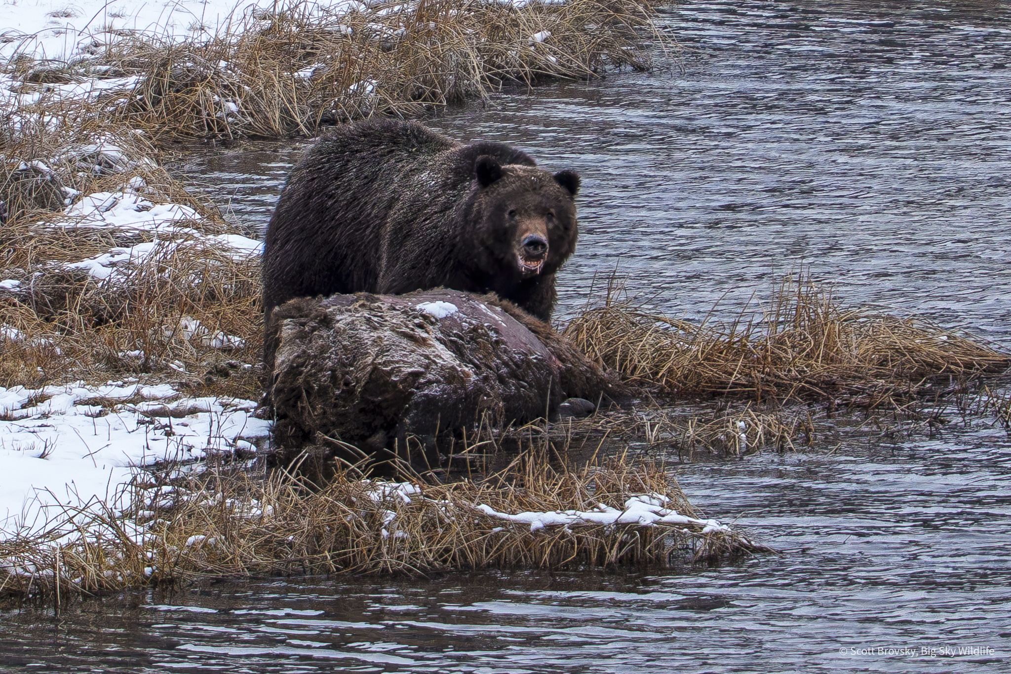 It took a couple of weeks, but a Grizzly boar finally pulled the bison carcass out of Blacktail Ponds here in Yellowstone. This guy came down to feed at dusk on 4/17. There is some discussion if he is the same bear that pulled the carcass out of the water or if there have been 2 different grizzlies on the carcass.