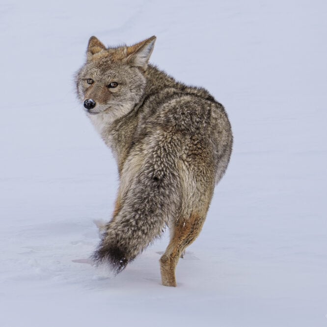 A male Coyote looks back on the frozen Lamar River, Yellowstone. February 2025.