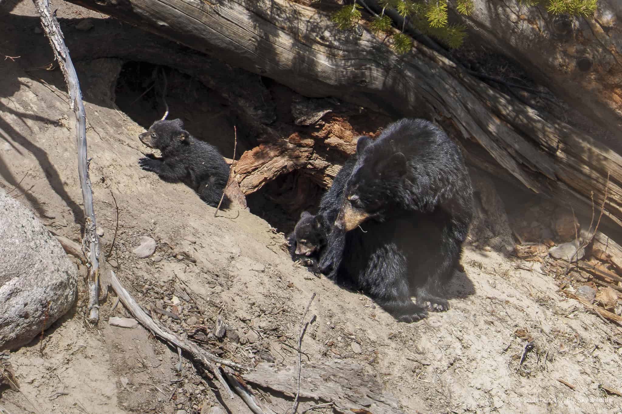 The two black bear Coys (cubs of the year) spent more time exploring outside of their den on April 20th 2025. Always under the watchful eye of mom. They have since left the den area and are now roaming the park.