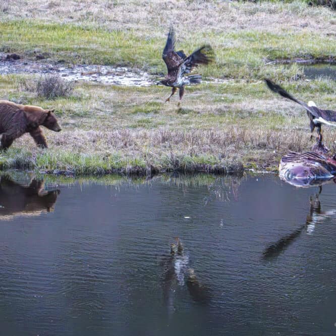 To celebrate toady's Global Big Day of birding, an adult bald eagle and an immature bald eagle scatter from the bison carcass as a Cinnamon Black Bear boar comes running in last night. This is the bear that pulled the carcass out of Blacktail Ponds on Thursday night. 